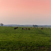 IMG_0974 07/09/2018 - Des élevages de chevaux partout, partout, partout ! Horses, horse everywhere lovely strong boned animals literally thousands of them - me passing...